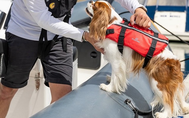 gilet sauvetage chien